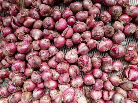 Fresh Shallots Drying on Wire Mesh Fotos de archivo