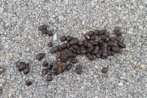 Fresh sheep droppings Stock Photos