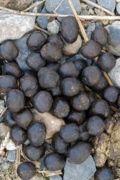Fresh sheep droppings Stock Photos