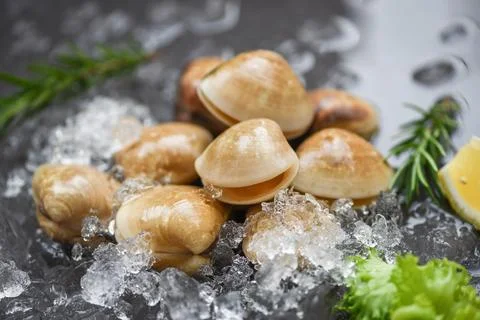 Fresh shell clam with herb ingredients for salad - Seafood shellfish on ice.. Fotos de archivo