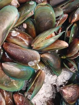 Fresh shell Stock Photos