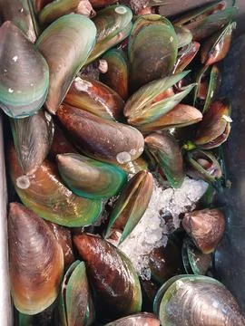 Fresh shell Stock Photos