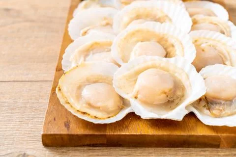 Fresh shell scallop Stock Photos