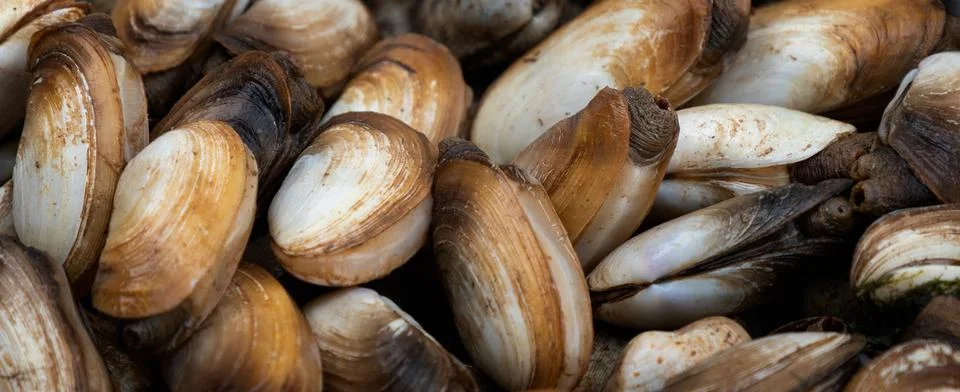 Fresh shellfish prepared to be cooked on Cat Ba Island Stock Photos