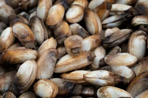 Fresh shellfish prepared to be cooked in Northern Vietnam Stock Photos