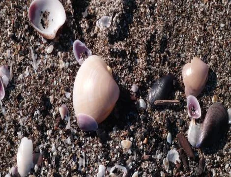 The fresh shells on the beach 4k Stock Photos