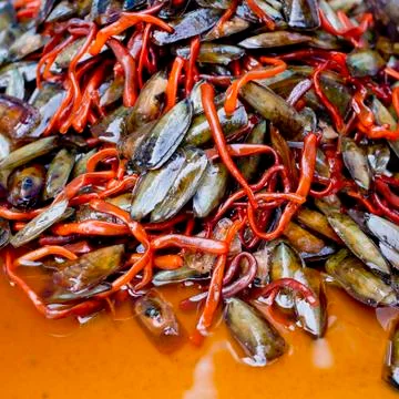 Fresh Shells Stock Photos