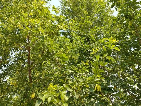Fresh shisham tree Stock Photos