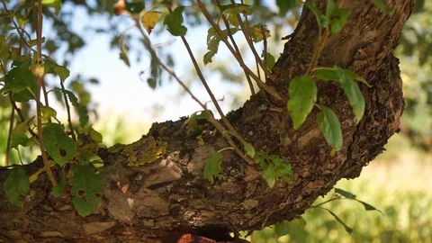 Fresh shoots on the branch of an old tree Stock Footage 115767526