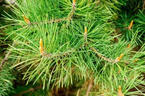 Fresh shoots of pine branches Stock Photos
