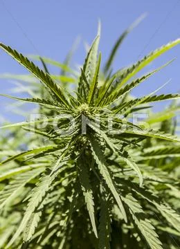 Fresh shoots of wild hemp Stock Photos