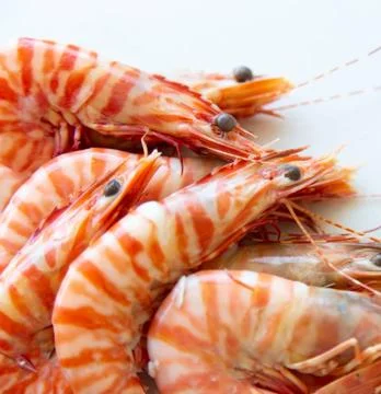 Fresh Shrimp on a Clean Surface Fotos Stock