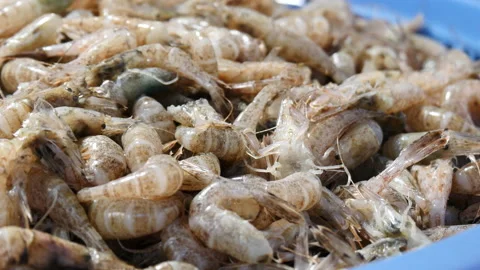 Fresh shrimp for cooking 库存影片 162651950