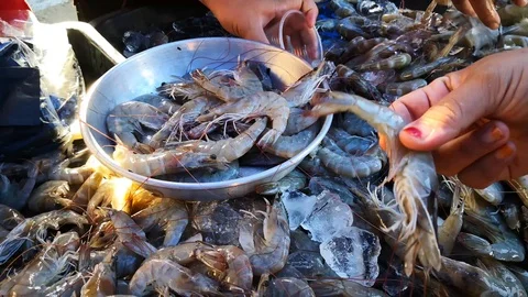 The fresh shrimp Stock-Footage 103892115