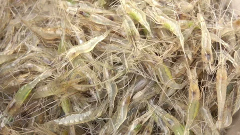 Fresh shrimp 스톡 동영상 291108750