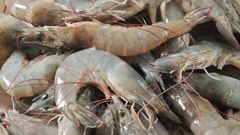 Fresh shrimp Video stock 322719252