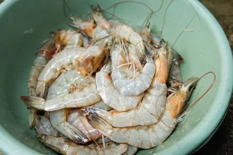 Fresh shrimp full in container. close-up photo Stock Photos