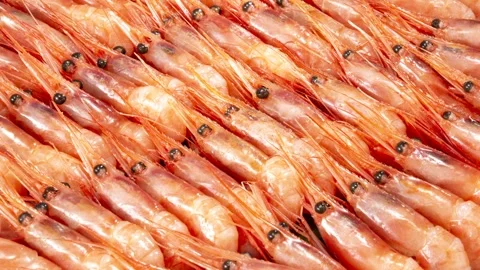 Fresh Shrimp Lined Up, Close-Up Food Shot Stock Footage 339281149