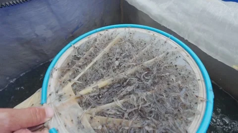 Fresh shrimp in the net bag Stock Footage 310431908