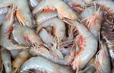 Fresh shrimp Stock Photos