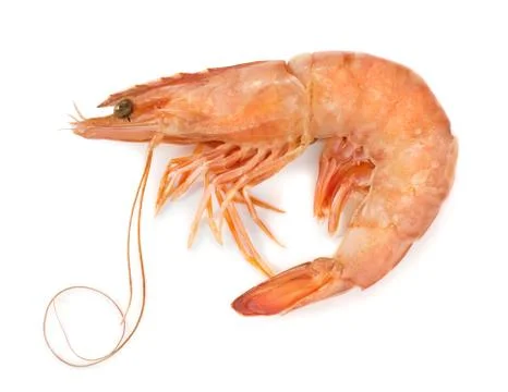 Fresh shrimp Stock Photos