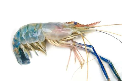 Fresh shrimp Foto stock