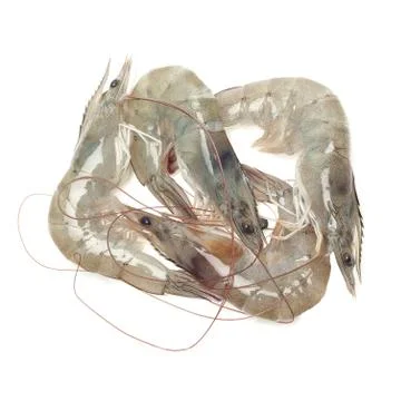 Fresh shrimp Stock Photos