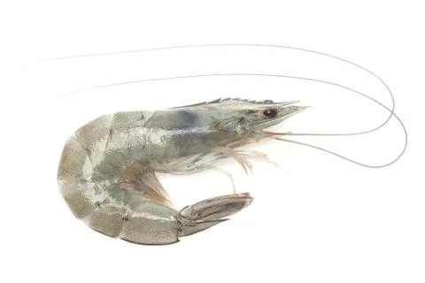 Fresh shrimp Stock Photos