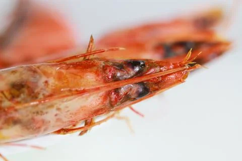 Fresh shrimp Stock Photos