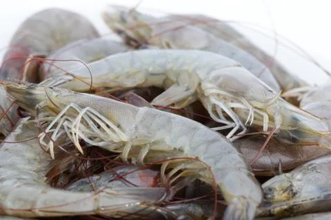 Fresh shrimp Stock Photos