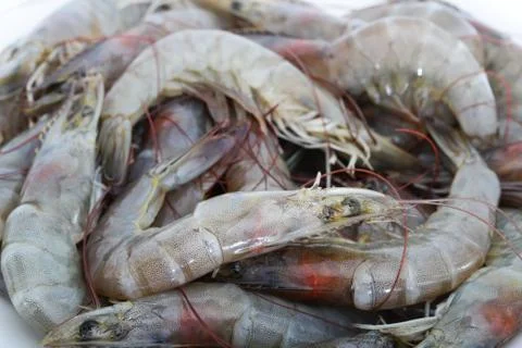 Fresh shrimp Stock Photos