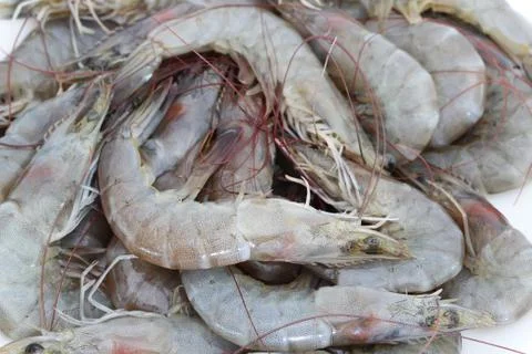 Fresh shrimp Stock Photos