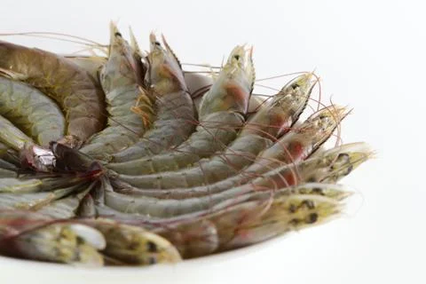 Fresh shrimp Stock Photos