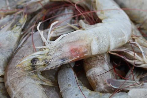 Fresh shrimp Stock Photos