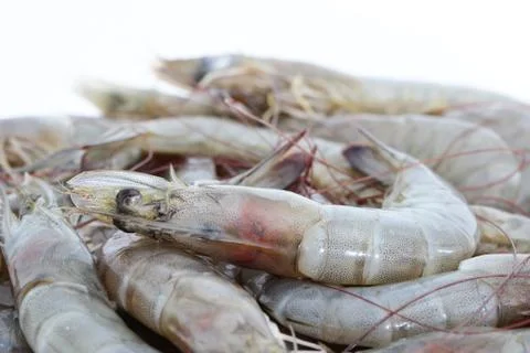 Fresh shrimp Stock Photos