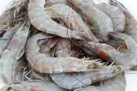 Fresh shrimp Stock Photos