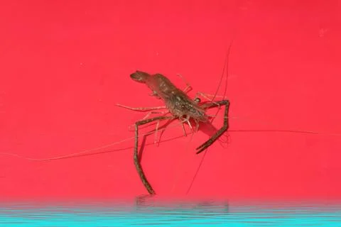Fresh Shrimp Stock Photos