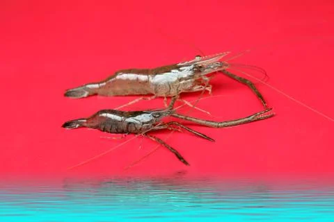 Fresh Shrimp Stock Photos