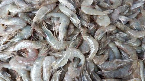 Fresh shrimp Stock-Fotos