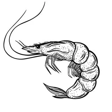 Fresh shrimp vector icon. Hand-drawn illustration isolated on white Stock Illustration