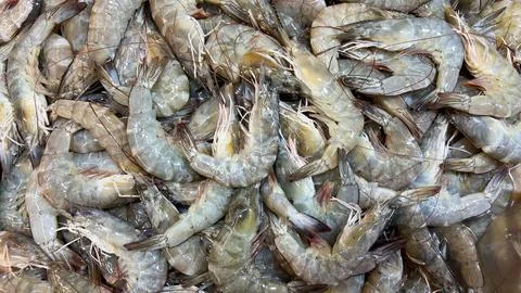 Fresh shrimps displayed in large quantity representing fishery trade and ma.. Stock Photos