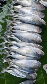 Fresh Silver Minned Fish Lined on Banana Leaves Stock Photos