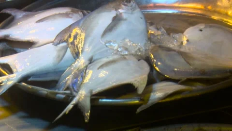Fresh silver pomfret fish displayed for sale Stock Footage 320035850