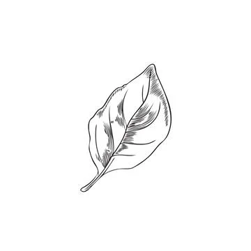 Fresh single leaf of basil plant engraving sketch vector illustration isolated. Stock Illustration
