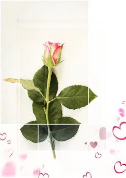 Fresh single rose Stock Illustration