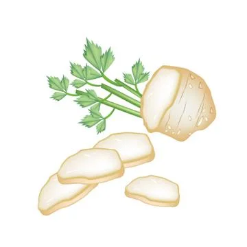 Fresh Slice Celery Root on White Background Stock Illustration