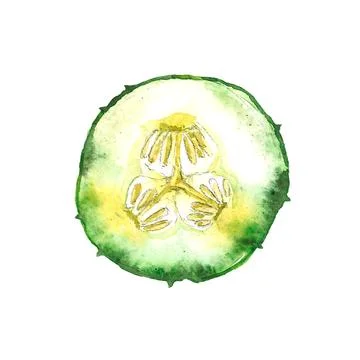 Fresh slice cucumber isolated on white background. Watercolor illustration Illustrazione stock