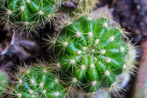 Fresh small cactus Stock Photos