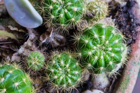 Fresh small cactus Stock Photos
