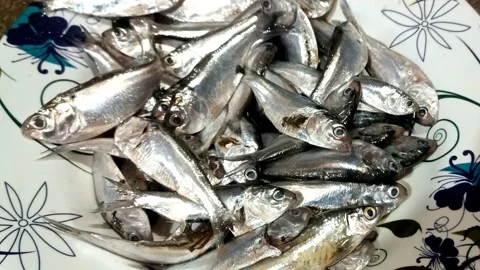 Fresh Small Fish Collection on Plate – Seafood Stock Video Stock Footage 319005900